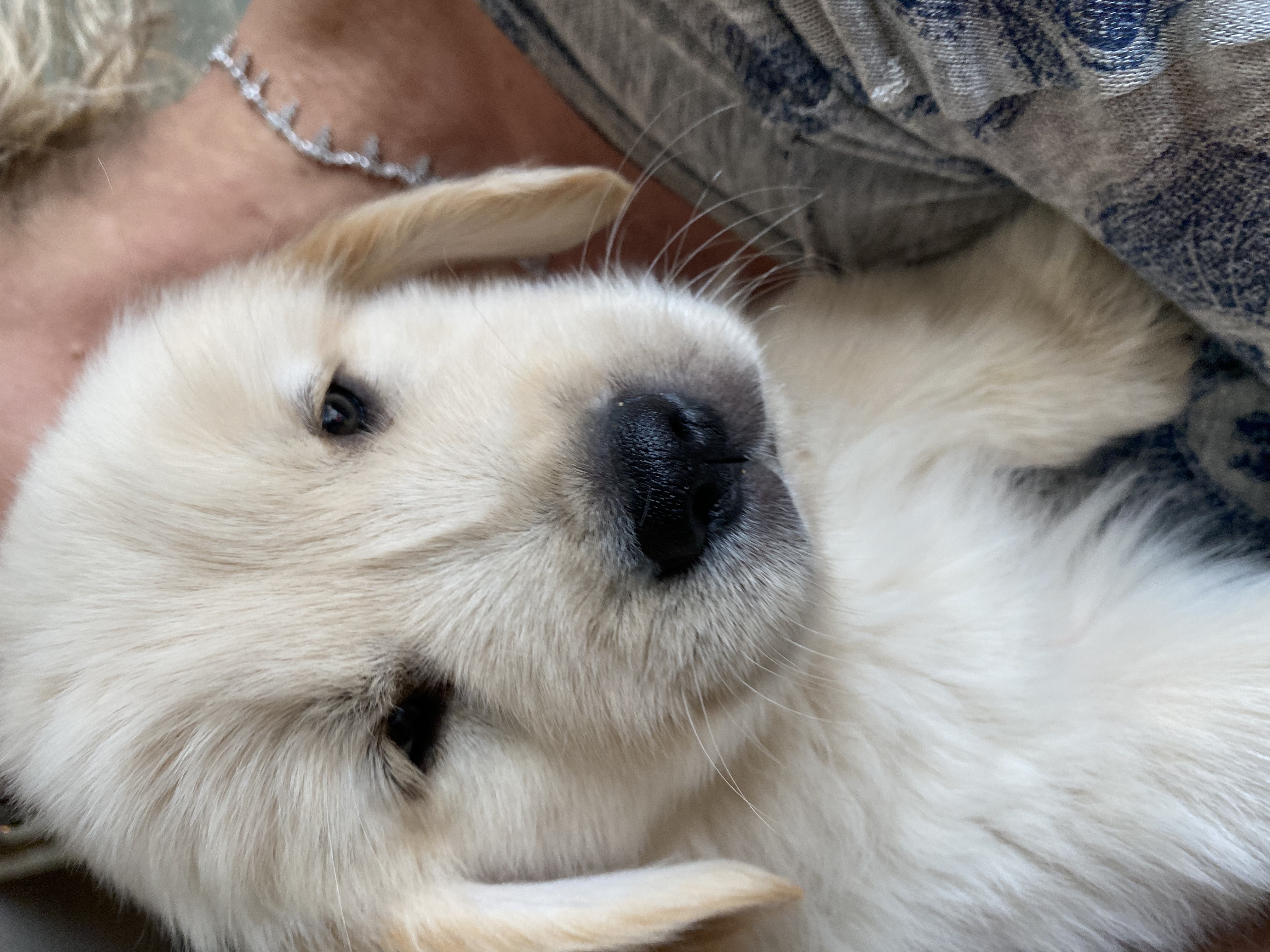 Adoption Day